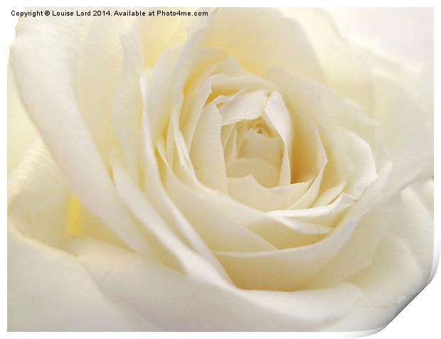  White Rose Print by Louise Lord