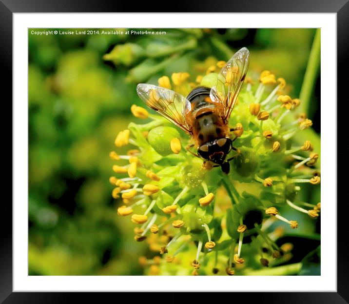  Bee/Hoverfly Framed Mounted Print by Louise Lord
