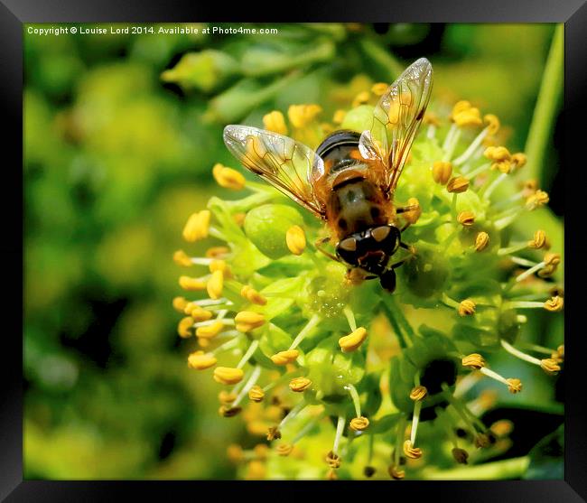  Bee/Hoverfly Framed Print by Louise Lord