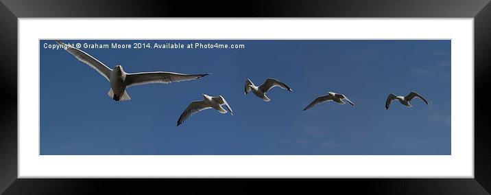 Gulls Framed Mounted Print by Graham Moore