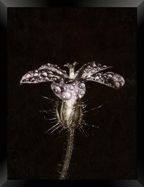  Droplets on Purple Framed Print by Jon Mills