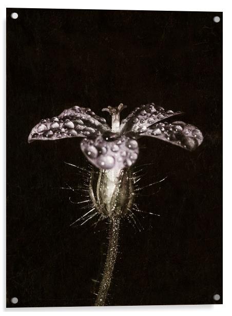  Droplets on Purple Acrylic by Jon Mills