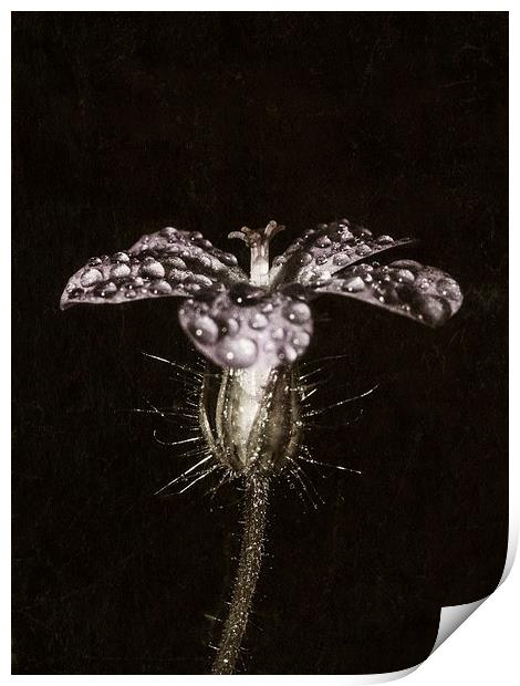  Droplets on Purple Print by Jon Mills