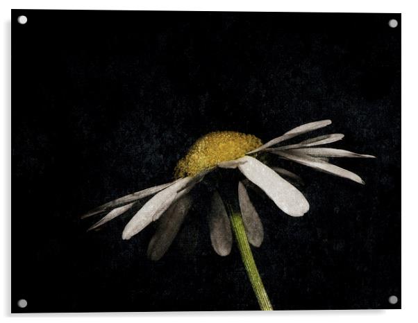  Daisy in the Dark Acrylic by Jon Mills