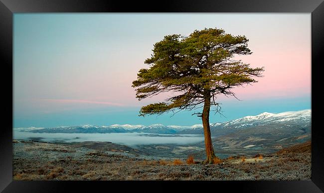  Scots pine Strathglass Framed Print by Macrae Images