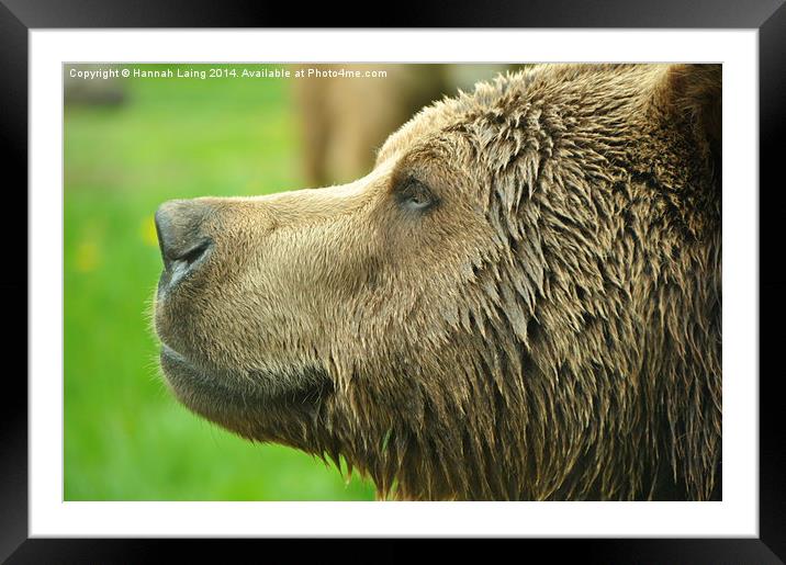  Brown Bear II Framed Mounted Print by Hannah Laing