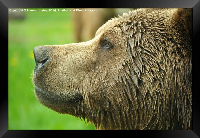  Brown Bear II Framed Print by Hannah Laing