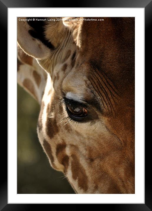  Giraffe  Framed Mounted Print by Hannah Laing