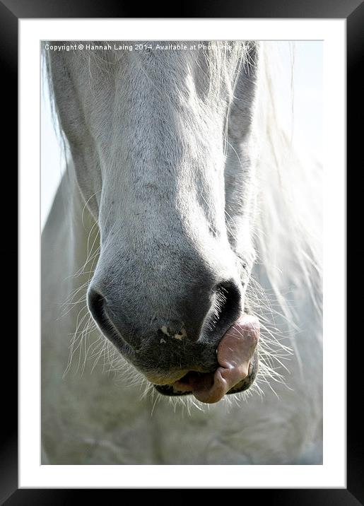  Horse Nose Framed Mounted Print by Hannah Laing
