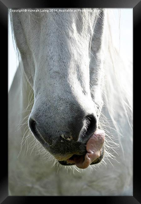  Horse Nose Framed Print by Hannah Laing