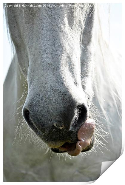  Horse Nose Print by Hannah Laing
