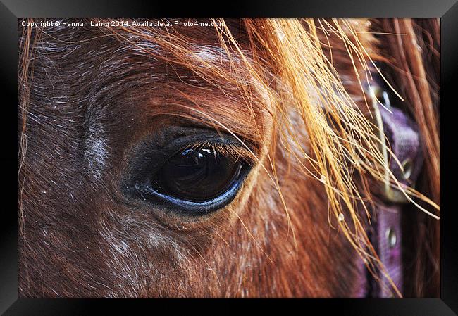  Horse II Framed Print by Hannah Laing
