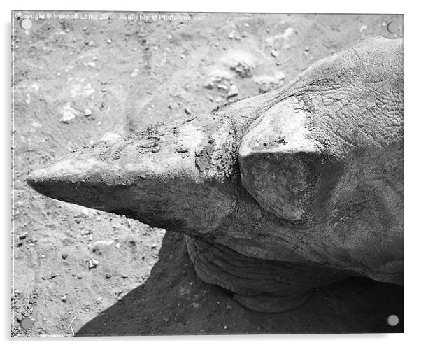 Rhino Horn Acrylic by Hannah Laing