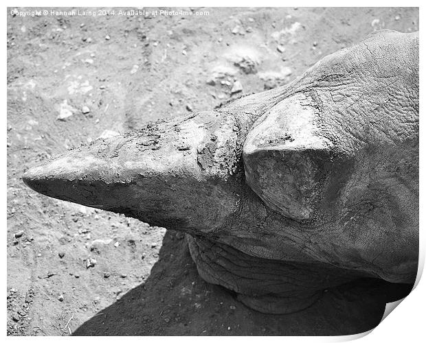  Rhino Horn Print by Hannah Laing