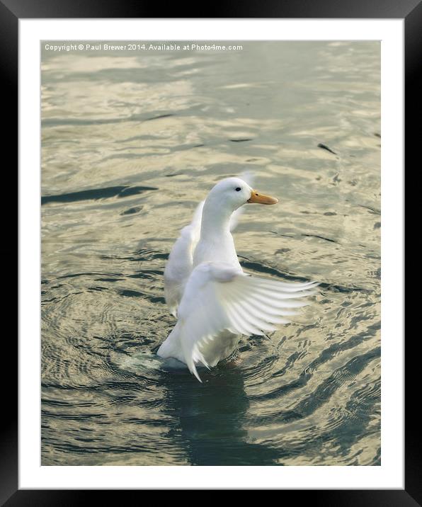 White Duck Framed Mounted Print by Paul Brewer