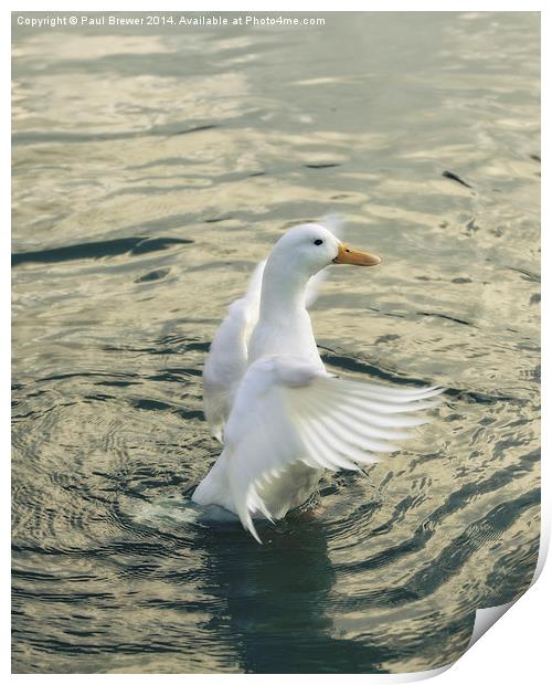 White Duck Print by Paul Brewer