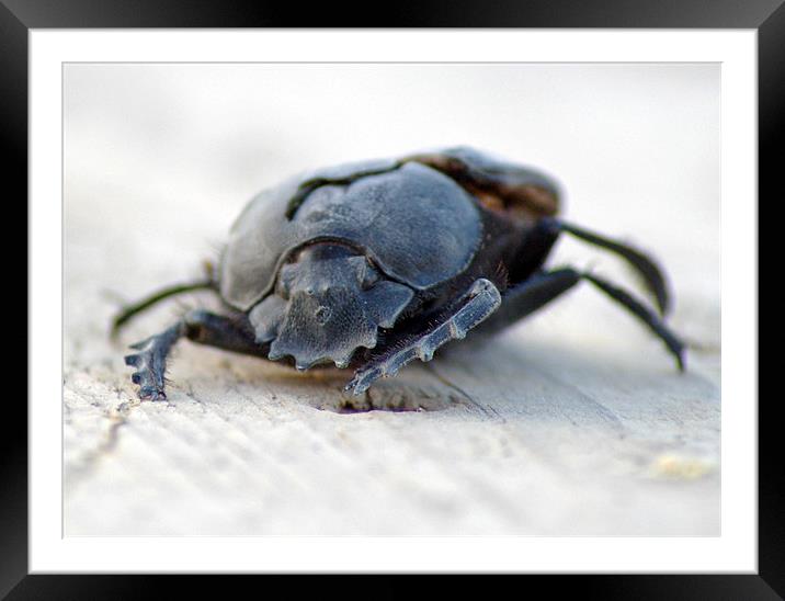 You are buggin me! Framed Mounted Print by allen martin