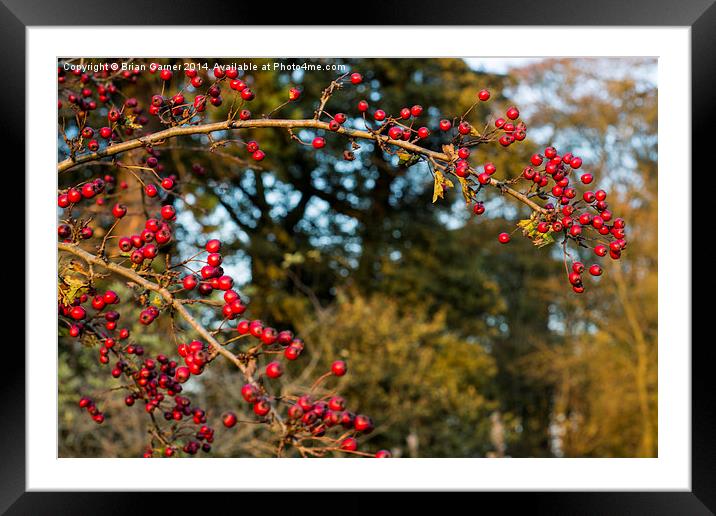  Autumn Berries Framed Mounted Print by Brian Garner