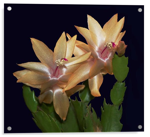 Cactus Flowers  Acrylic by james balzano, jr.