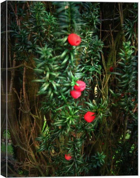  Yew (Taxus) Canvas Print by Heather Goodwin