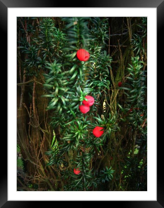  Yew (Taxus) Framed Mounted Print by Heather Goodwin