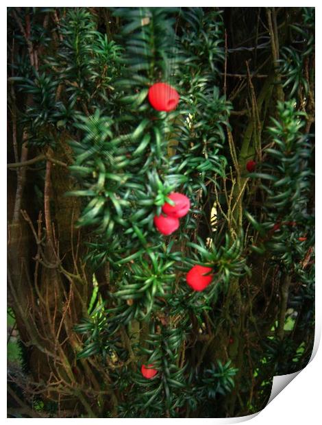  Yew (Taxus) Print by Heather Goodwin