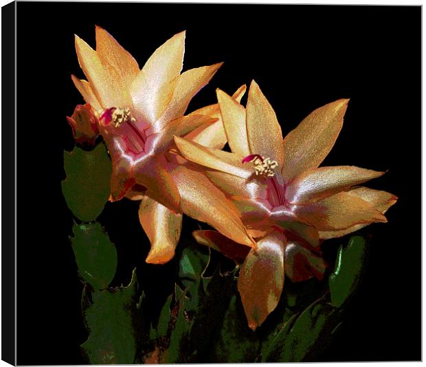 Cactus Flowers Posterised  Canvas Print by james balzano, jr.
