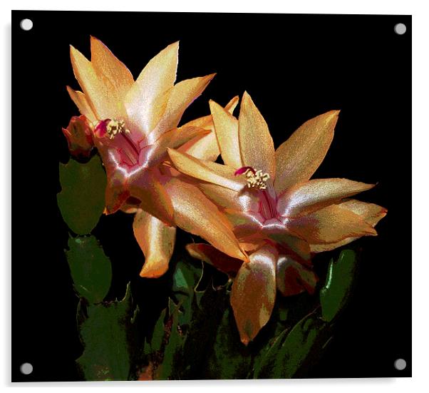 Cactus Flowers Posterised  Acrylic by james balzano, jr.