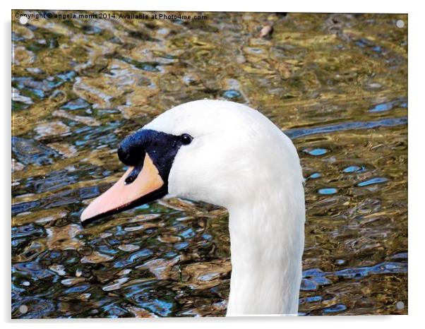 Handsome Swan Acrylic by angela morris