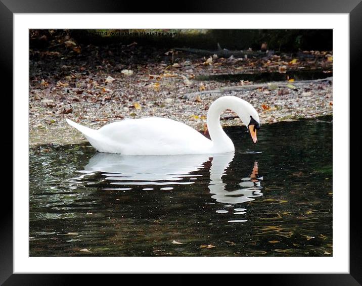  Swan  Framed Mounted Print by angela morris