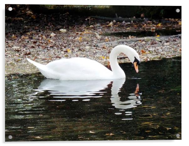  Swan  Acrylic by angela morris