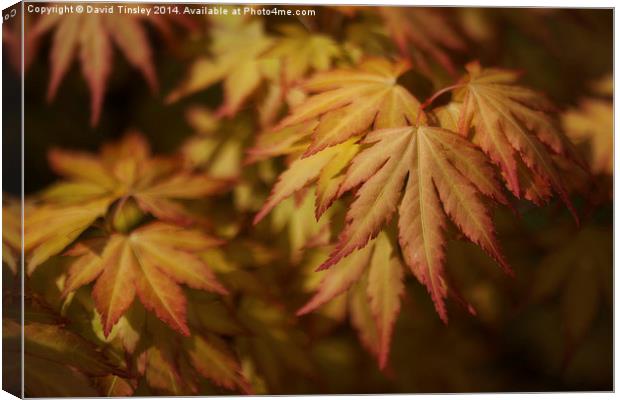  Autumn Acer Canvas Print by David Tinsley