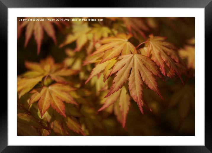  Autumn Acer Framed Mounted Print by David Tinsley