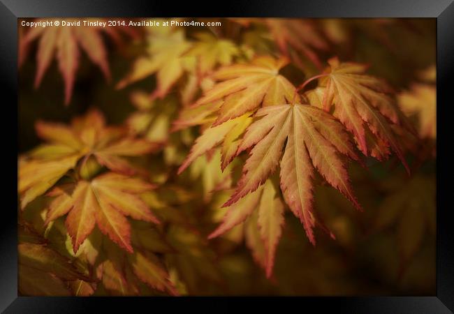  Autumn Acer Framed Print by David Tinsley