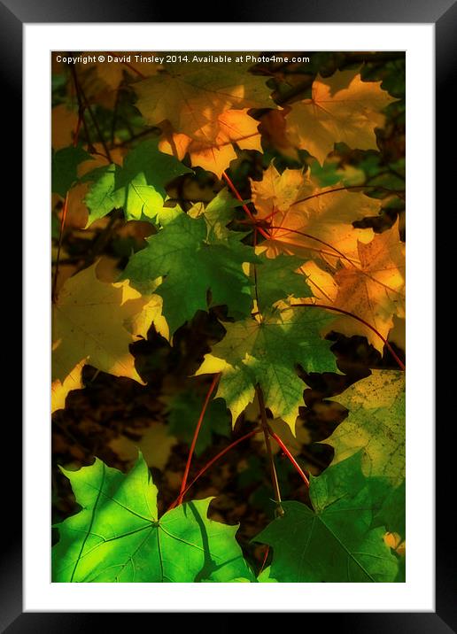  Autumn Sycamore Framed Mounted Print by David Tinsley