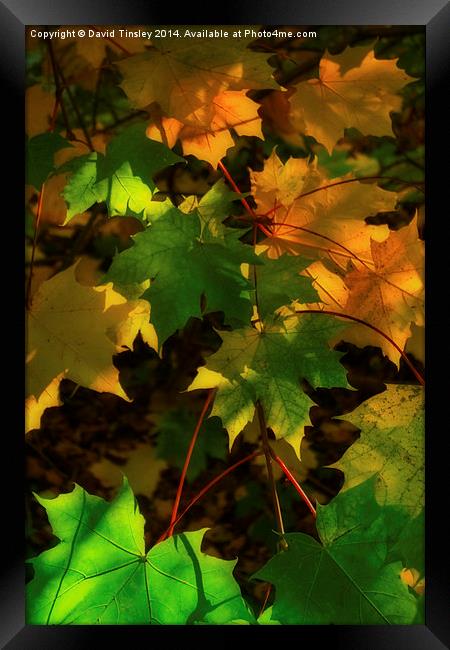  Autumn Sycamore Framed Print by David Tinsley