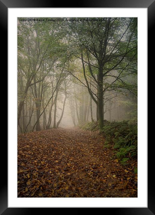  Misty Autumn Beech Framed Mounted Print by David Tinsley
