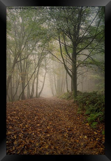  Misty Autumn Beech Framed Print by David Tinsley
