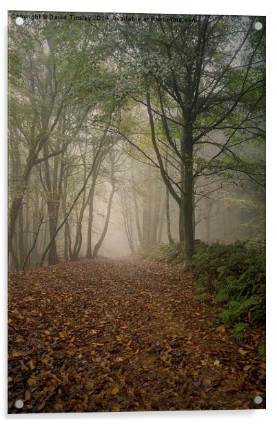  Misty Autumn Beech Acrylic by David Tinsley