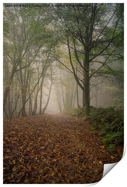  Misty Autumn Beech Print by David Tinsley