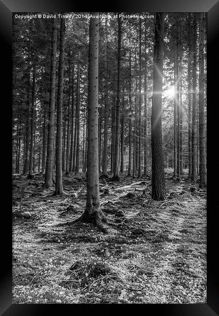  Spruce Sunbeams Framed Print by David Tinsley