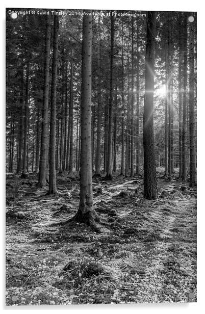  Spruce Sunbeams Acrylic by David Tinsley