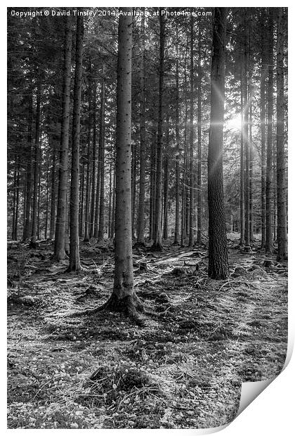  Spruce Sunbeams Print by David Tinsley