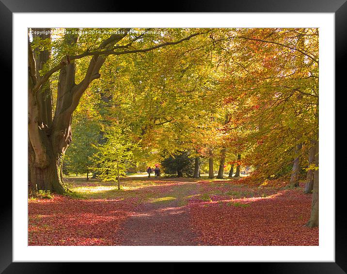  Beech Wood Autumn 1 Framed Mounted Print by Peter Jordan