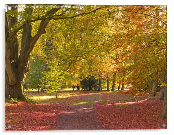  Beech Wood Autumn 1 Acrylic by Peter Jordan