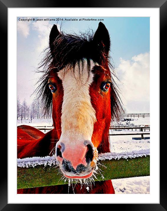  Snowy Whiskers. Framed Mounted Print by Jason Williams