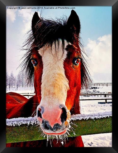  Snowy Whiskers. Framed Print by Jason Williams