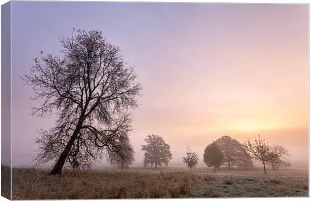  Trees In The Mist - York Canvas Print by Mat Robinson