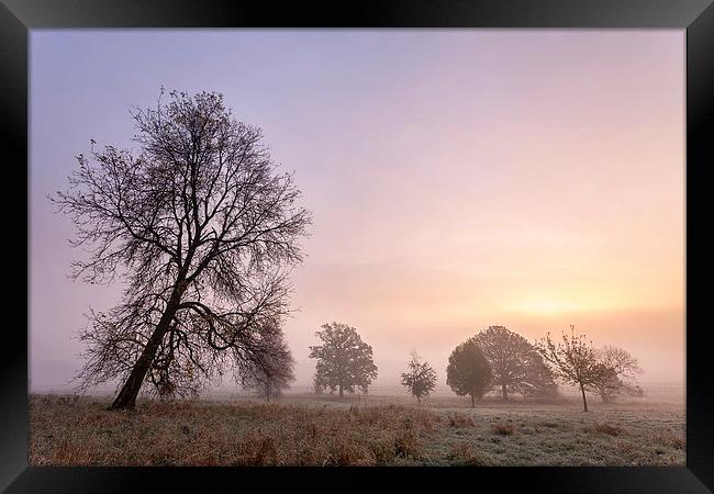  Trees In The Mist - York Framed Print by Mat Robinson