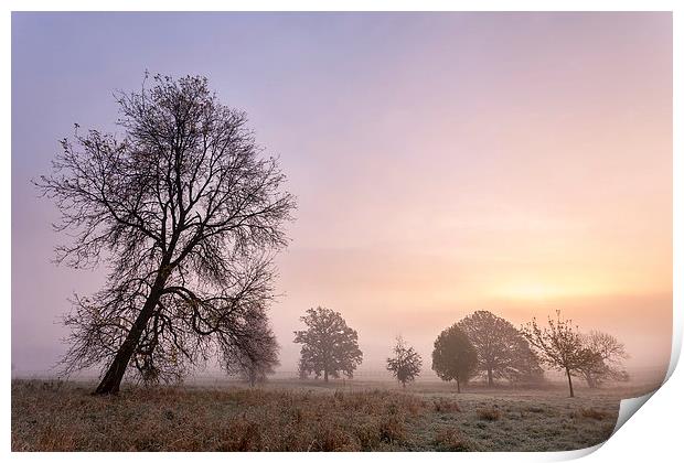  Trees In The Mist - York Print by Mat Robinson